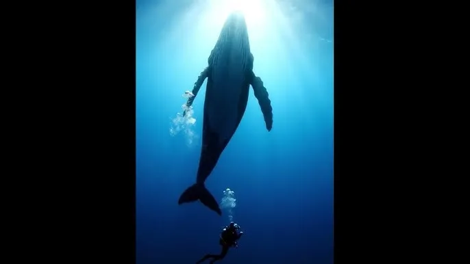 全裸女性 - 深蓝星球：探索海洋深处的未知世界